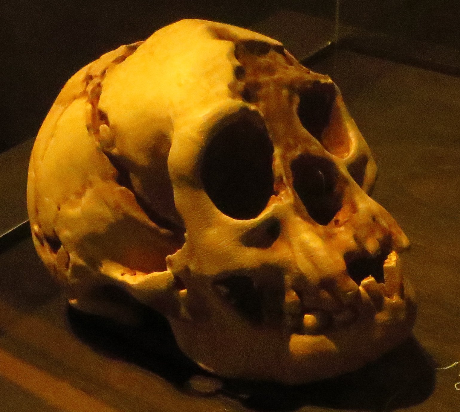 Discovery of the “Hobbit” Human (image credits: wikimedia)