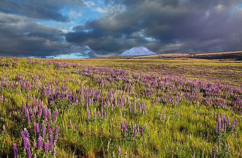 Restoring Native Plants: The First Step Back (image credits: flickr)