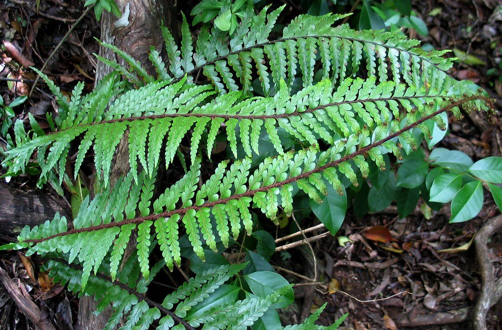 The Roots of Traditional Plant Knowledge (image credits: flickr)