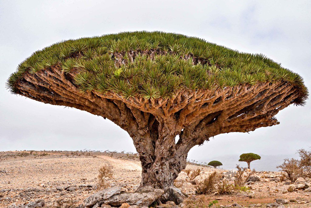 The Race Against Extinction (image credits: flickr)