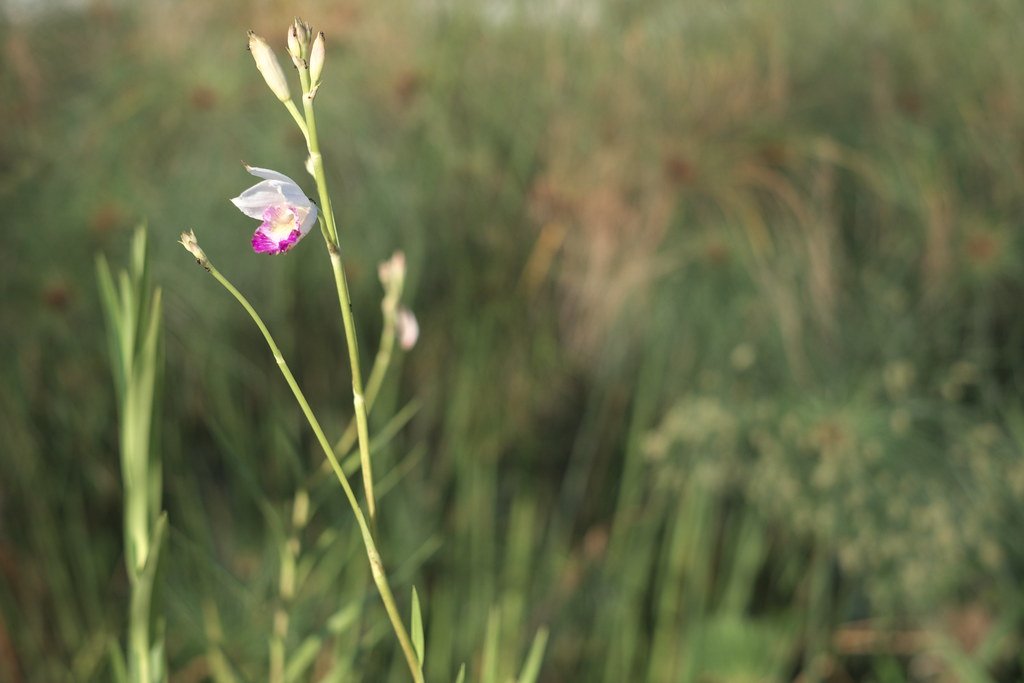 Nature Deficit: Why We’re Forgetting (image credits: flickr)