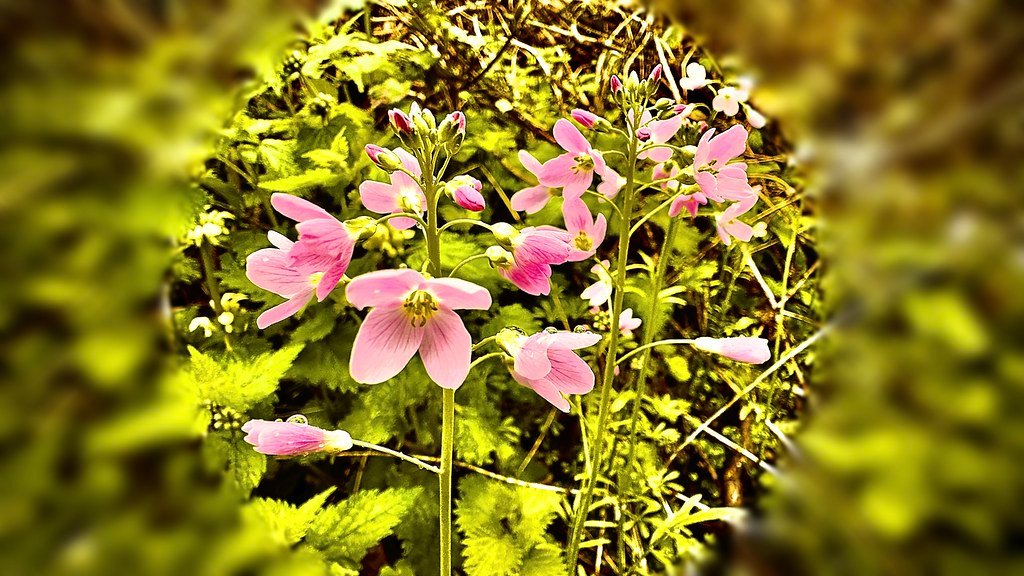 Small Steps, Big Impact (image credits: flickr)