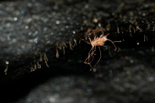 Cave-Adapted Spiders and Their Hunting Strategies (image credits: wikimedia)