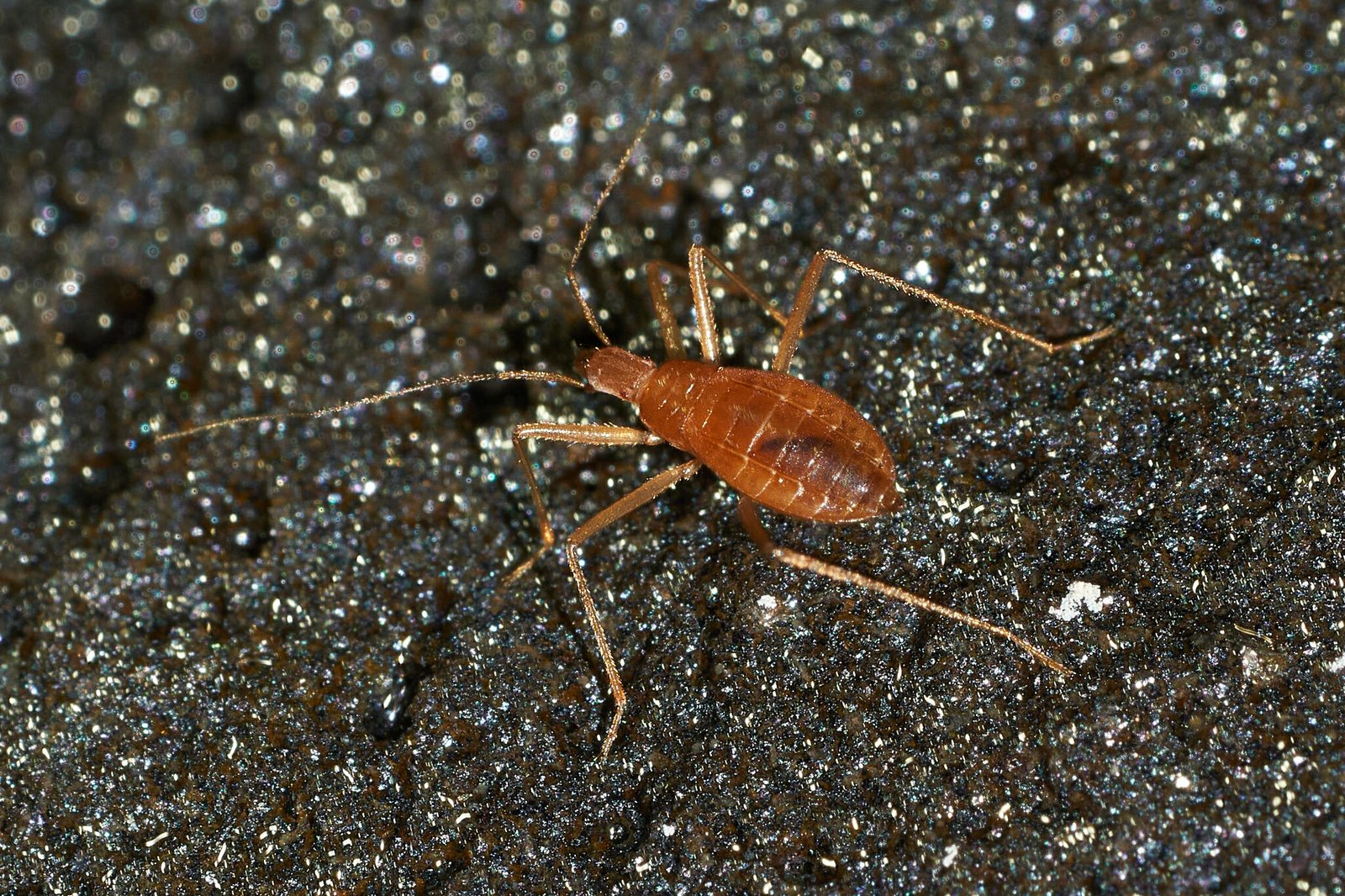 The Mysterious World of Cave Crickets (image credits: wikimedia)