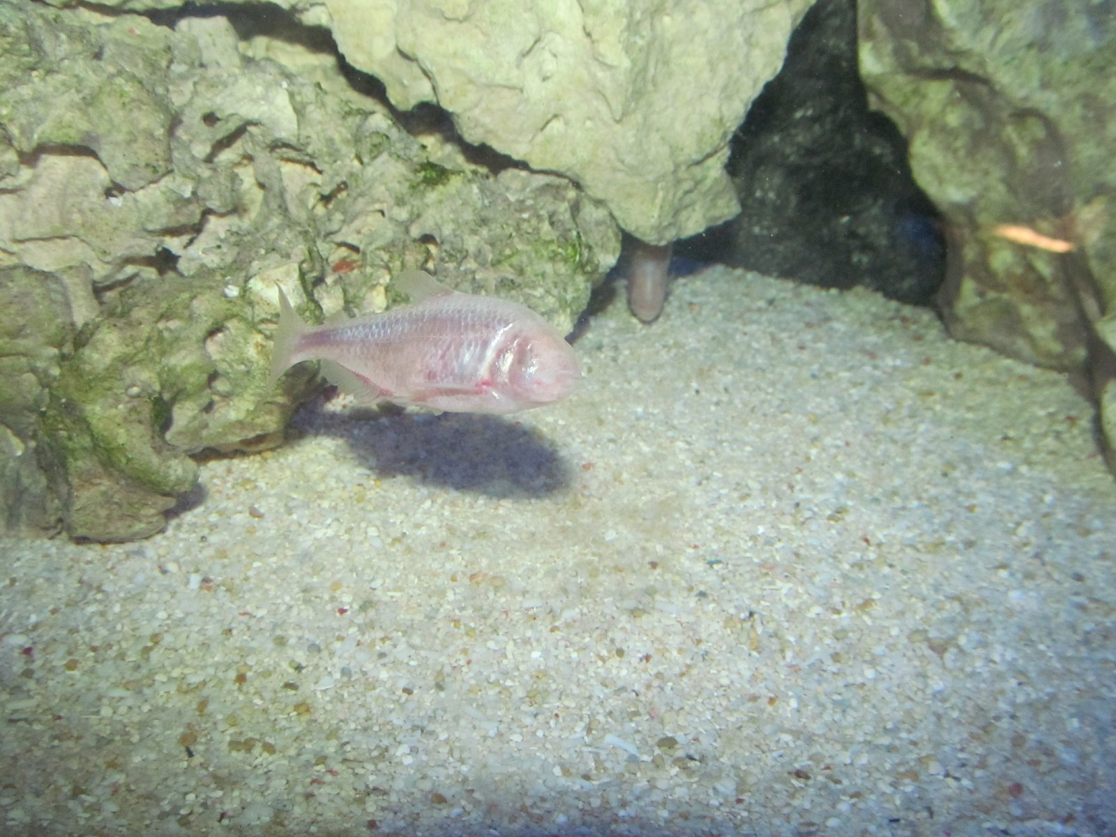 Blind Cave Fish and Aquatic Mysteries (image credits: wikimedia)