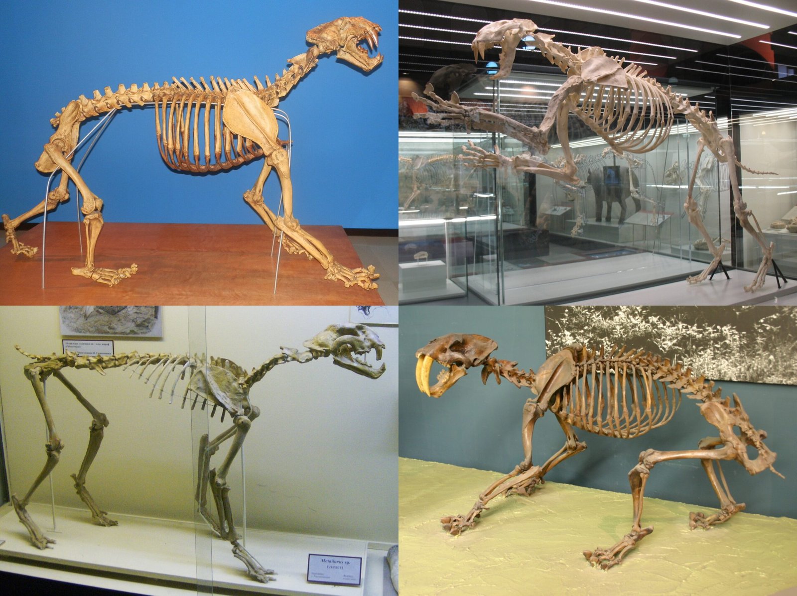 Saber-Toothed Cats: Predators of the Muck (image credits: wikimedia)