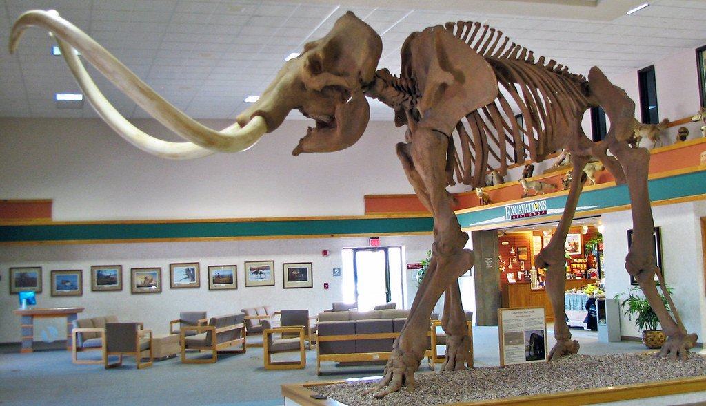 Columbian Mammoths: The Southern Giants (image credits: flickr)