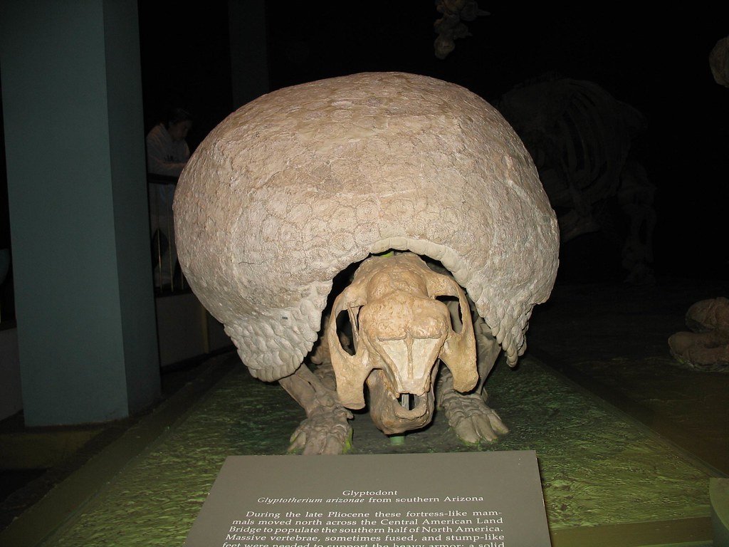 Glyptodonts: Armored Tanks of the Marsh (image credits: flickr)