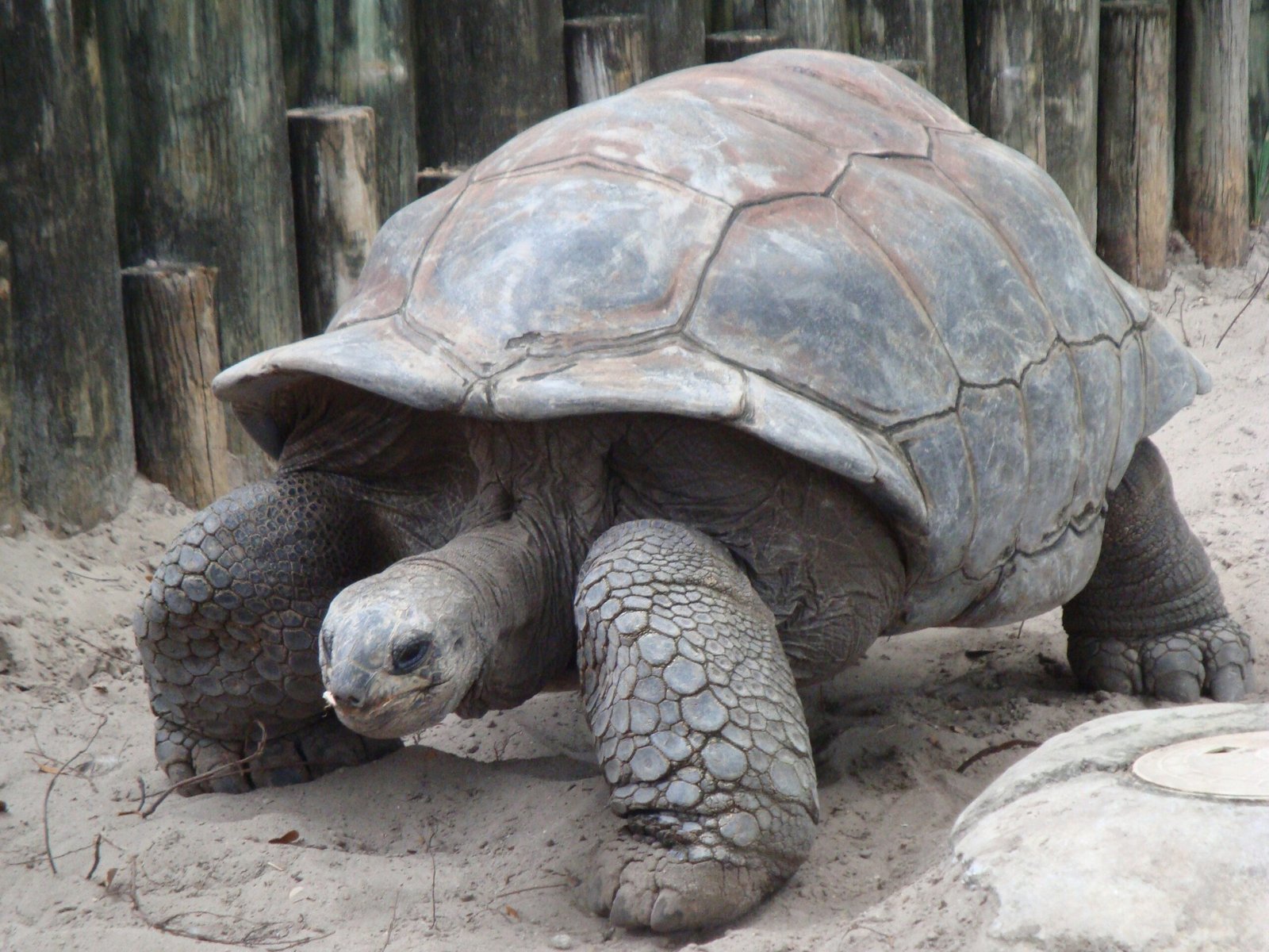 Giant Tortoises: Slow and Steady Swamp Dwellers (image credits: wikimedia)