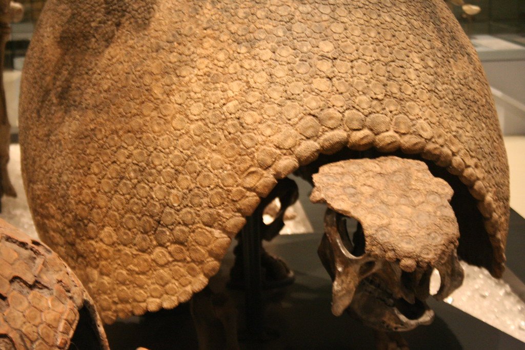 Giant Armadillos: Diggers of the Deep (image credits: flickr)