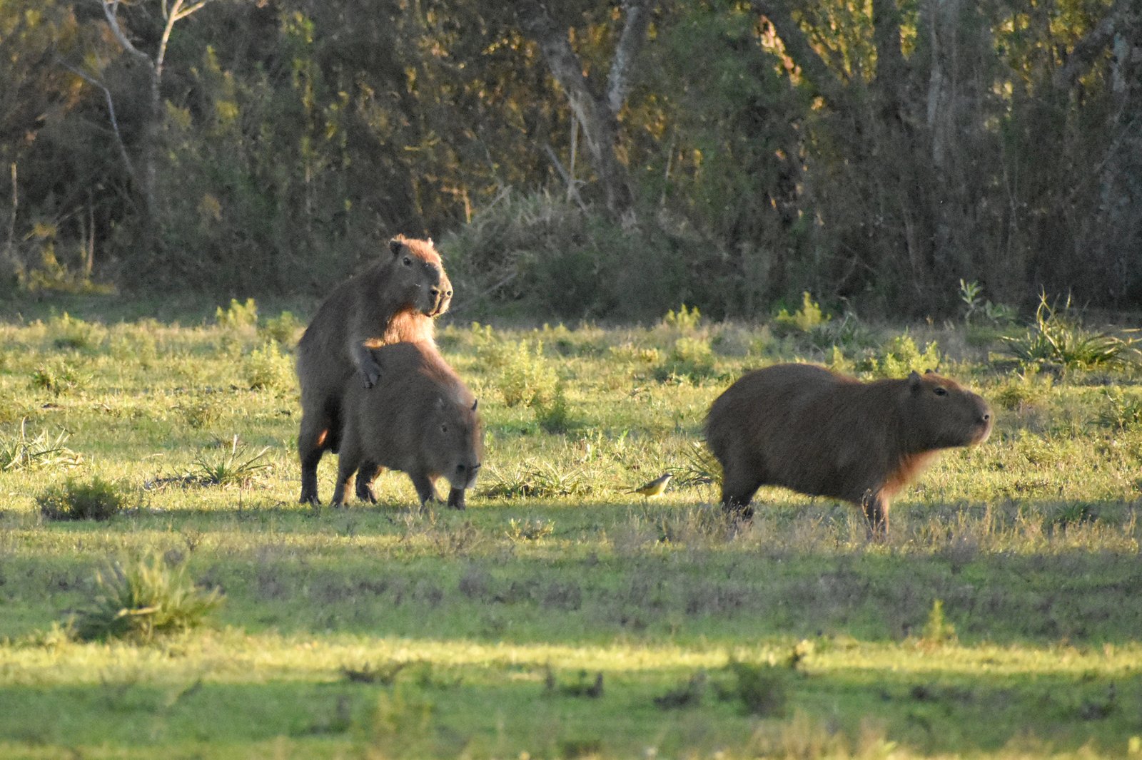 Giant Capybaras: Rodents of Unusual Size (image credits: wikimedia)