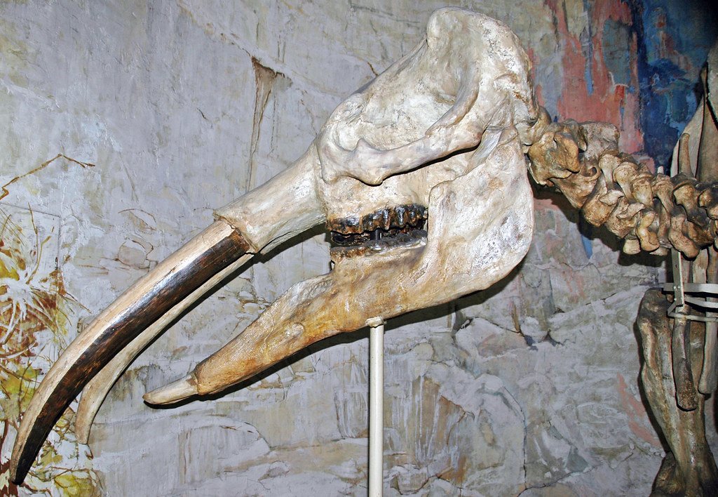 Gomphotheres: The Four-Tusked Wonders (image credits: flickr)