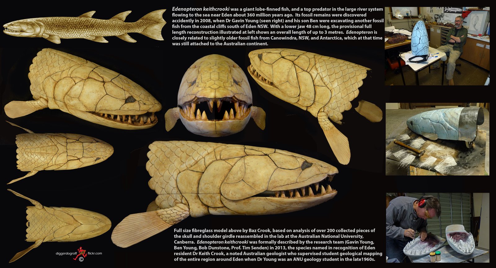 Sabre-Toothed Salmon: Monsters of the Ancient Rivers (image credits: wikimedia)
