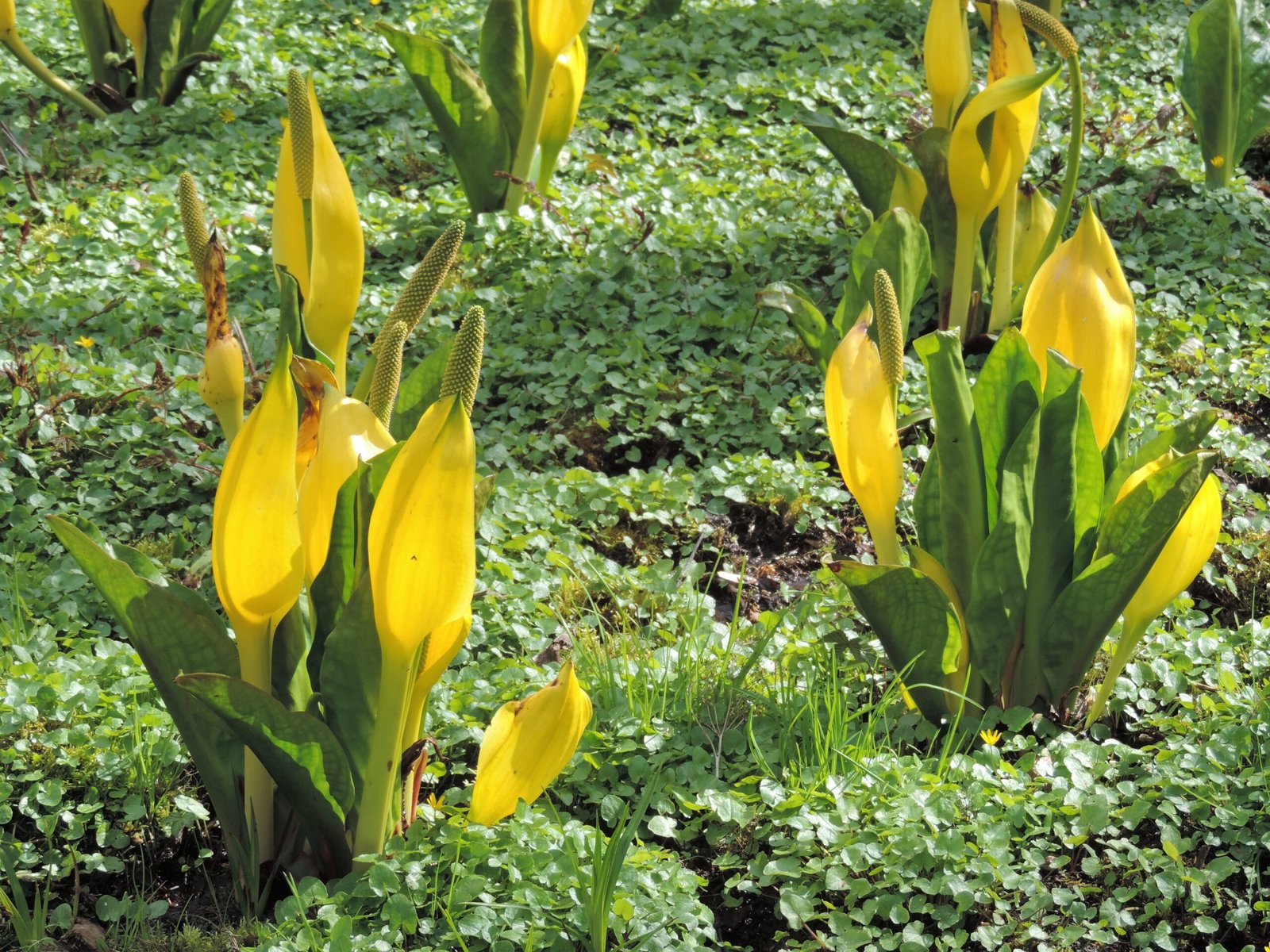 Skunk Cabbage: The Swamp’s Personal Heater (image credits: wikimedia)