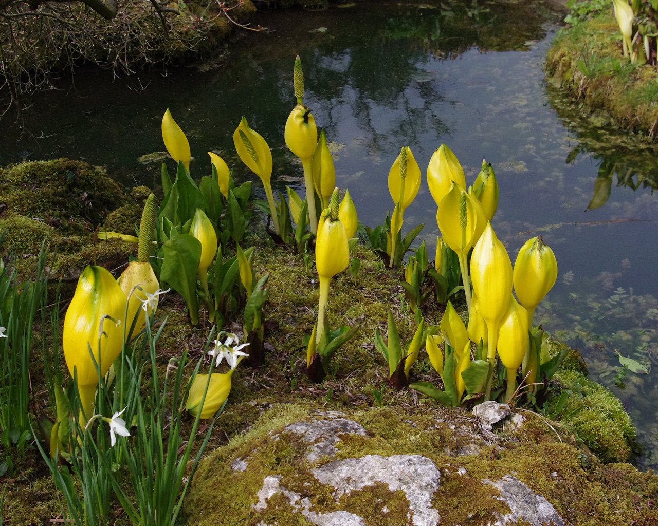 Symplocarpus foetidus: Nature’s Early Riser (image credits: wikimedia)