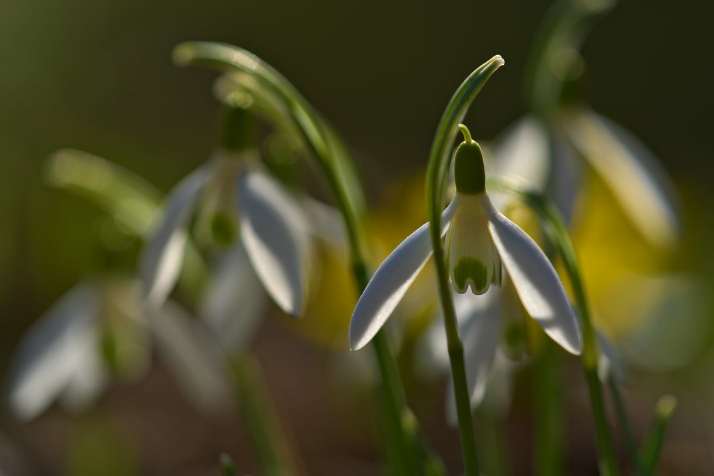 Snowdrops: Modest but Mighty (image credits: flickr)