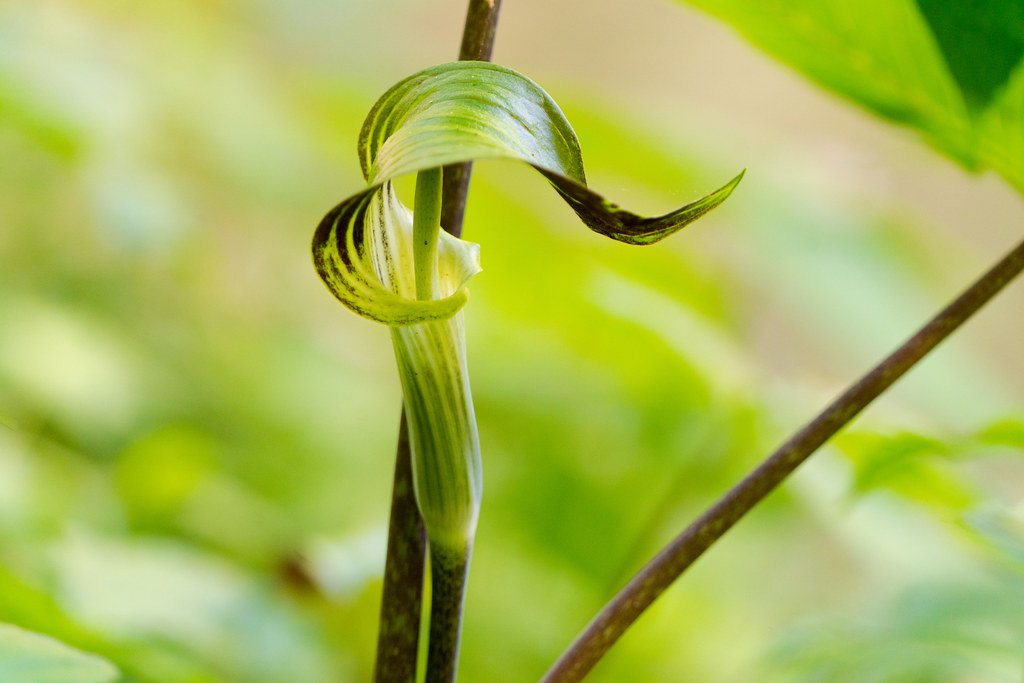 Arisaema: The Jack-in-the-Pulpit (image credits: flickr)