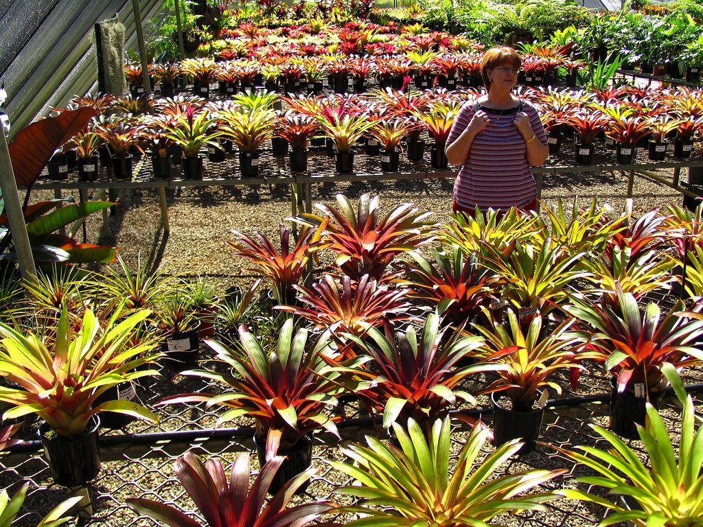 Bromeliads and Heat Management (image credits: flickr)