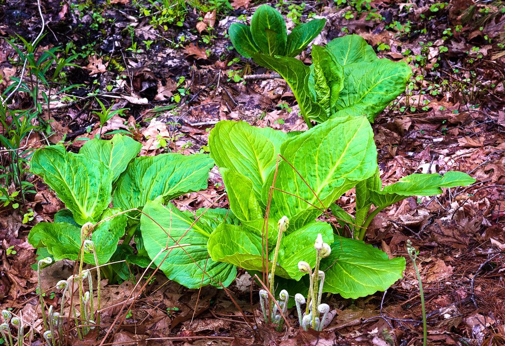 Human Inspiration: Biomimicry and Snow Management (image credits: flickr)