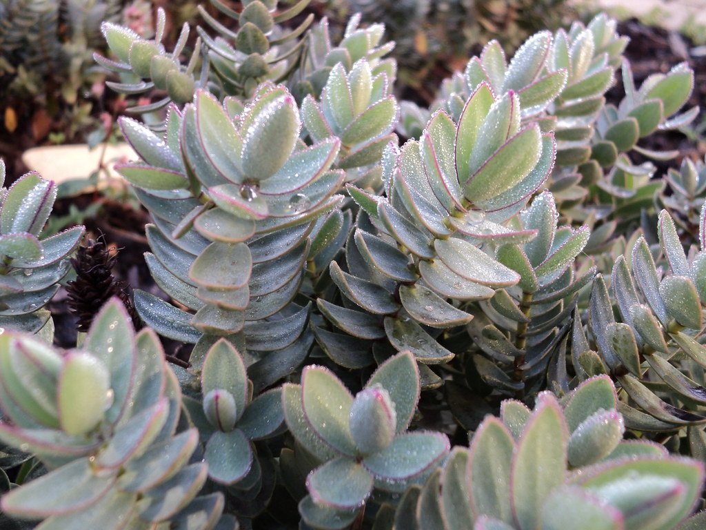 The Magic Beneath Our Feet (image credits: flickr)