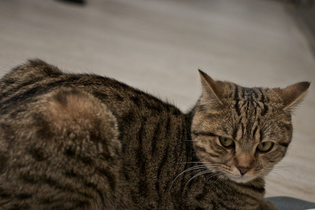 Evolutionary Roots: Why Did Cats Start Purring? (image credits: flickr)