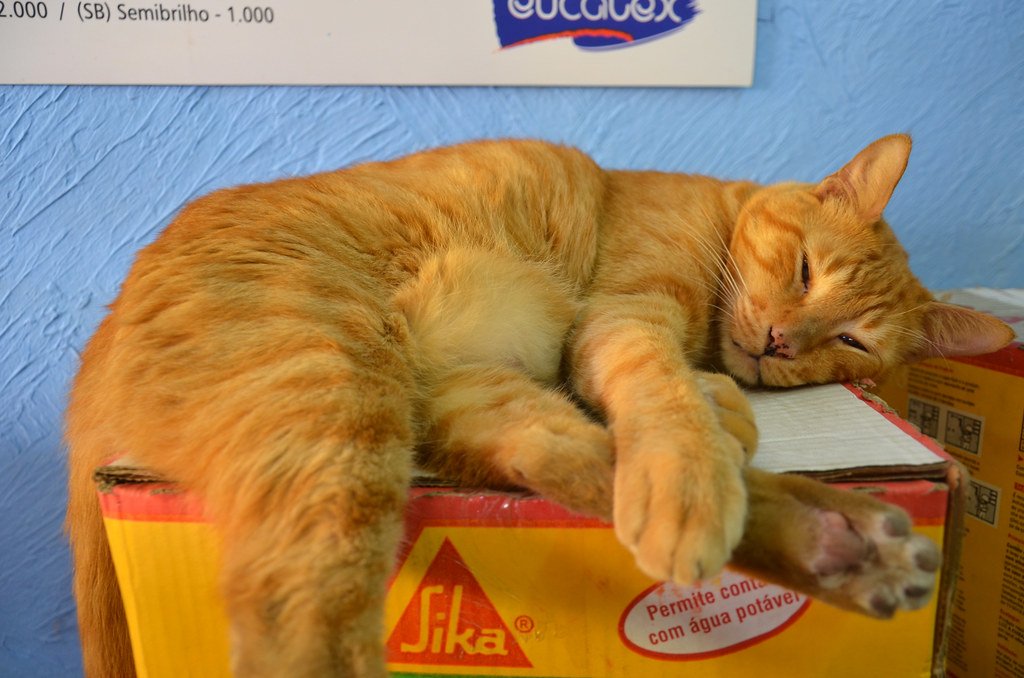 Purring in Other Animals: Is It Just a Cat Thing? (image credits: flickr)