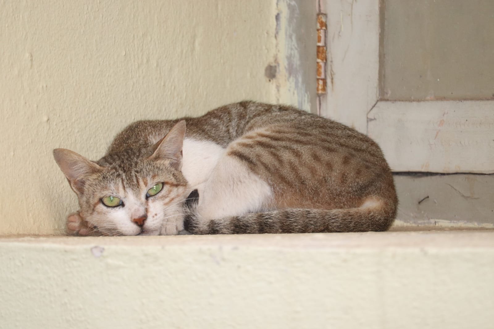 Communication Within the Cat Community (image credits: wikimedia)