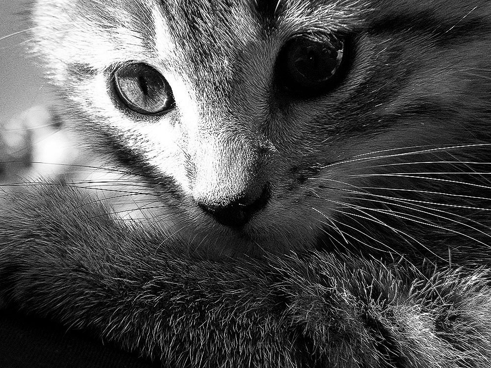 Human Reactions: Why We Find Purring So Irresistible (image credits: flickr)
