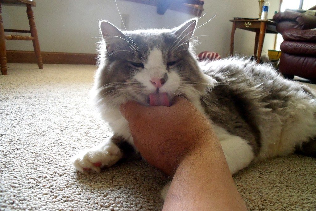 The Medical World Takes Notice: Pet Therapy and Beyond (image credits: flickr)