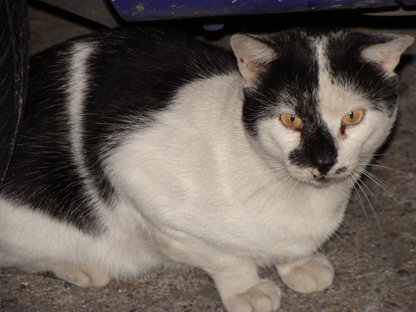Debunking Myths: What Purring Doesn’t Mean (image credits: wikimedia)