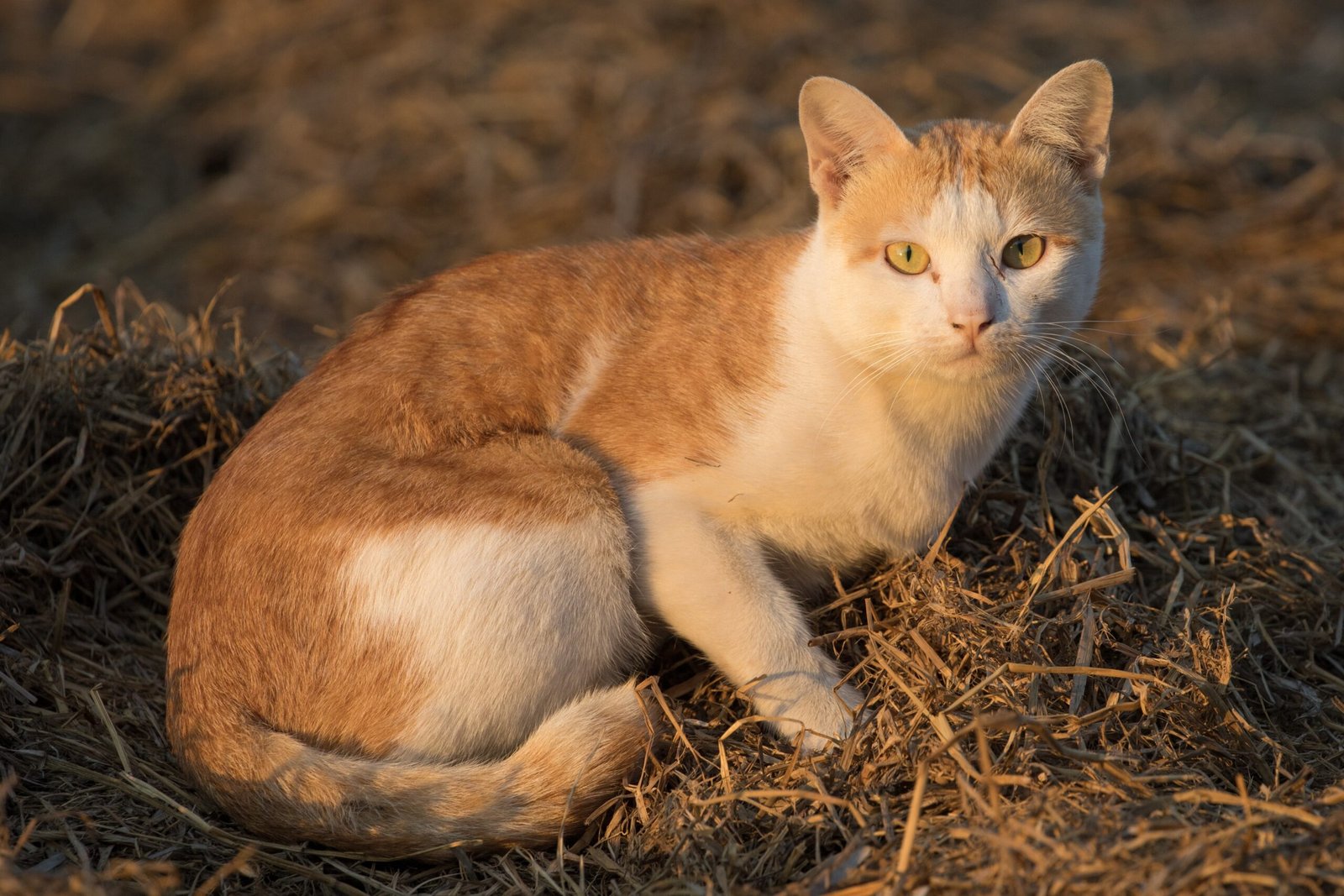 The Future of Purr Science: What’s Next? (image credits: wikimedia)