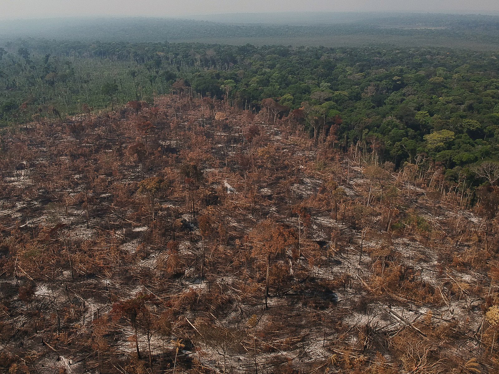 Climate Change: The Amazon's Carbon Tipping Point (image credits: wikimedia)