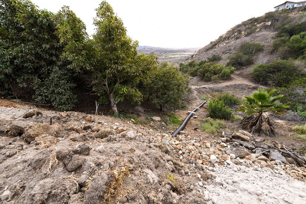 Drought Stress: When Trees Stop Being Carbon Heroes (image credits: flickr)