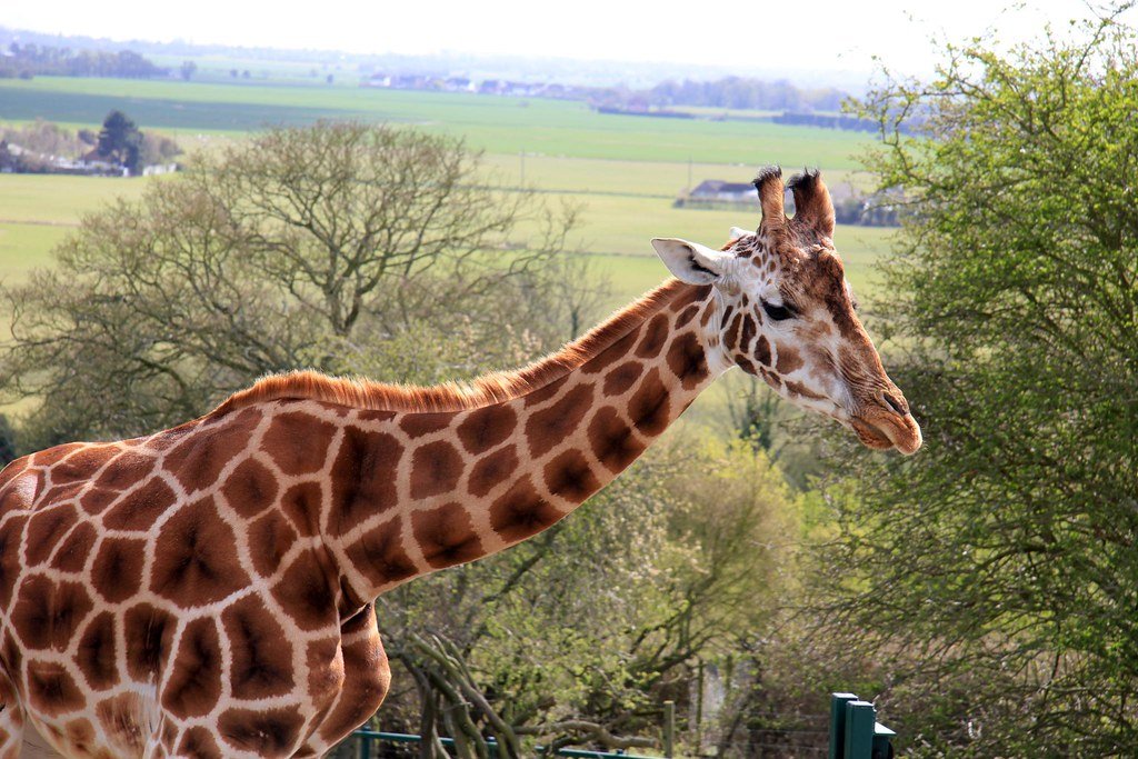 Blood Pressure Mysteries and Evolutionary Marvels (image credits: flickr)