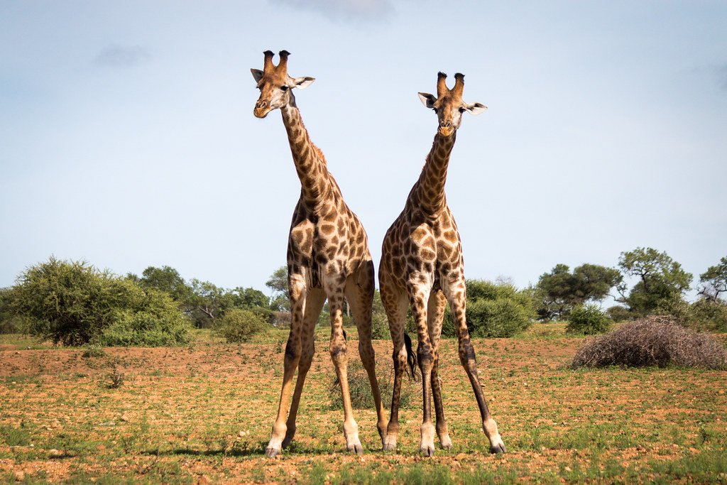 Sexual Selection and the Neck Arms Race