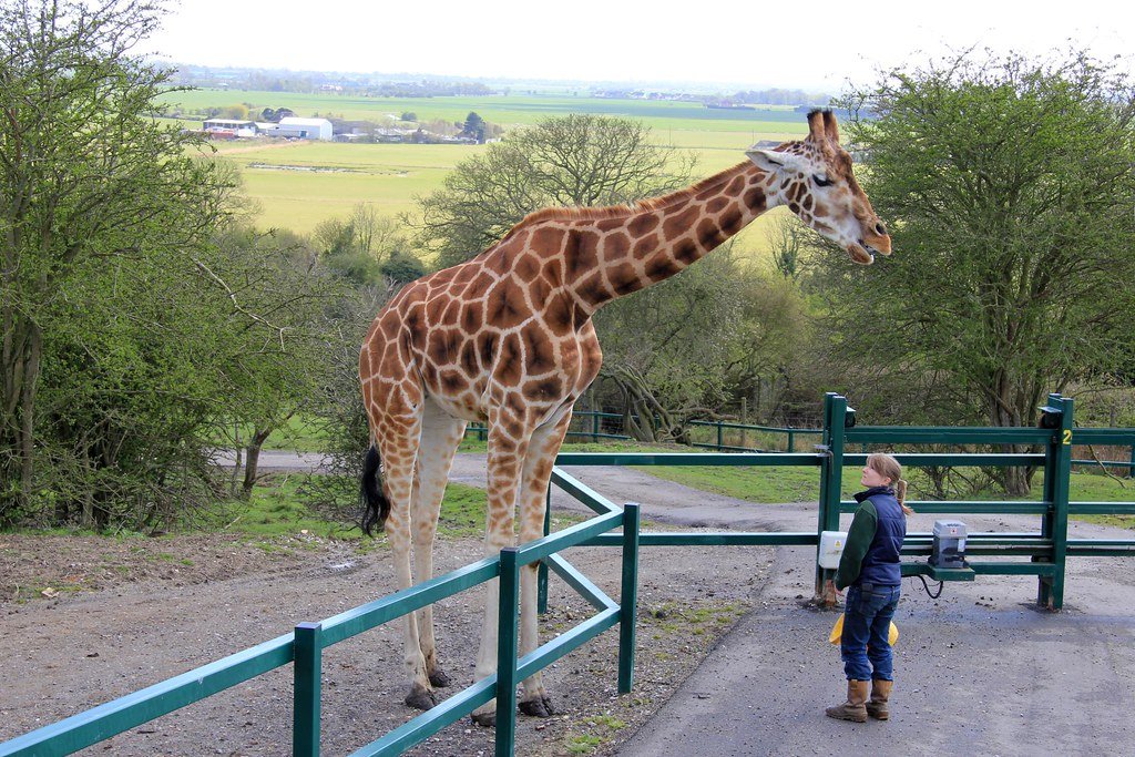 Cardiovascular Engineering Marvels (image credits: flickr)