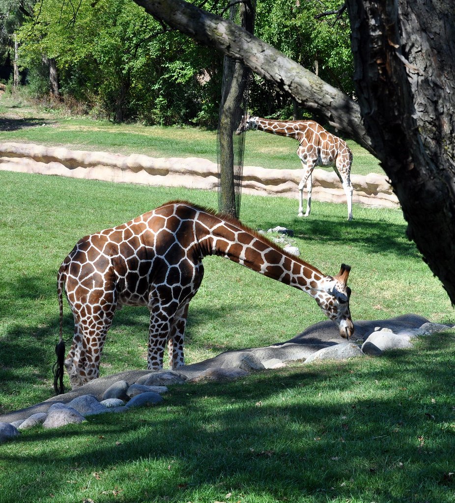 Teaching Evolution Through Giraffe Truth (image credits: flickr)