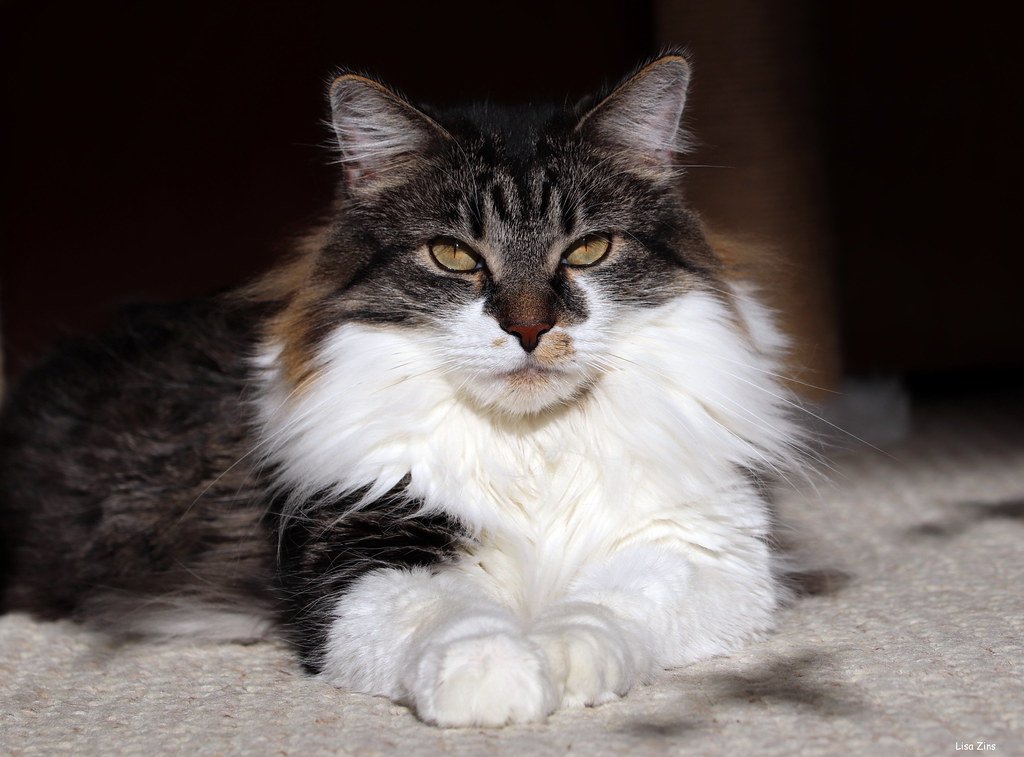 The Science of Cat-Human Eye Contact (image credits: flickr)