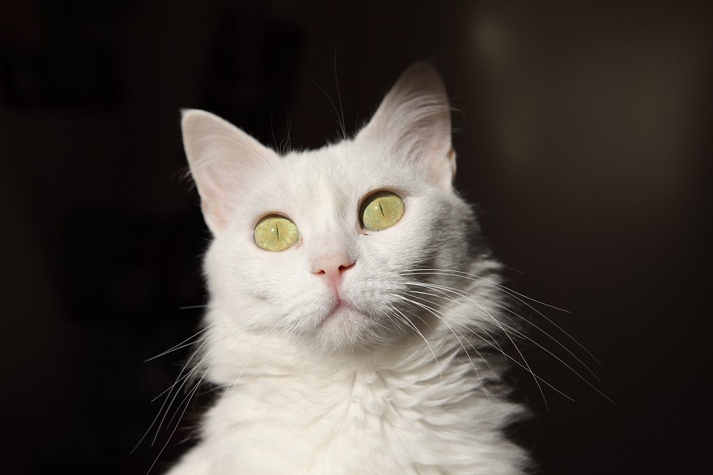 The Role of Pupil Dilation in Feline Stares (image credits: flickr)