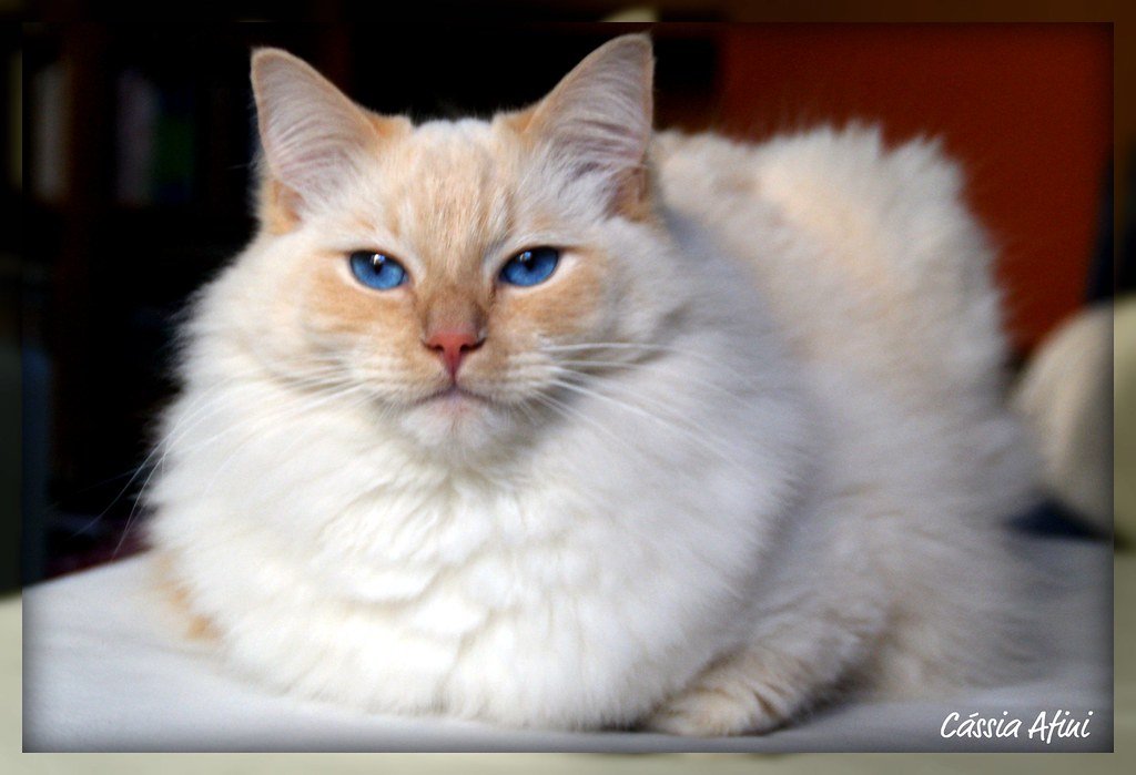 Anthropomorphism and the Cat Stare (image credits: flickr)