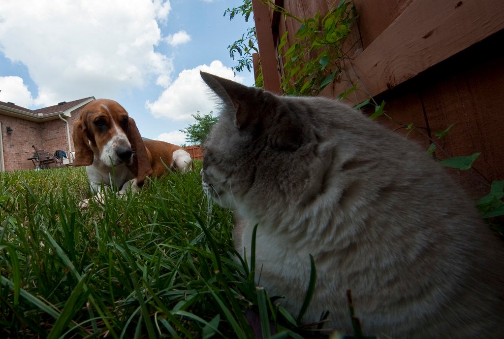 Cats vs. Dogs: Who Wins the Staring Contest? (image credits: flickr)