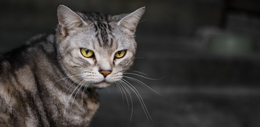 Can You Resist the Hypnotic Power? (image credits: flickr)