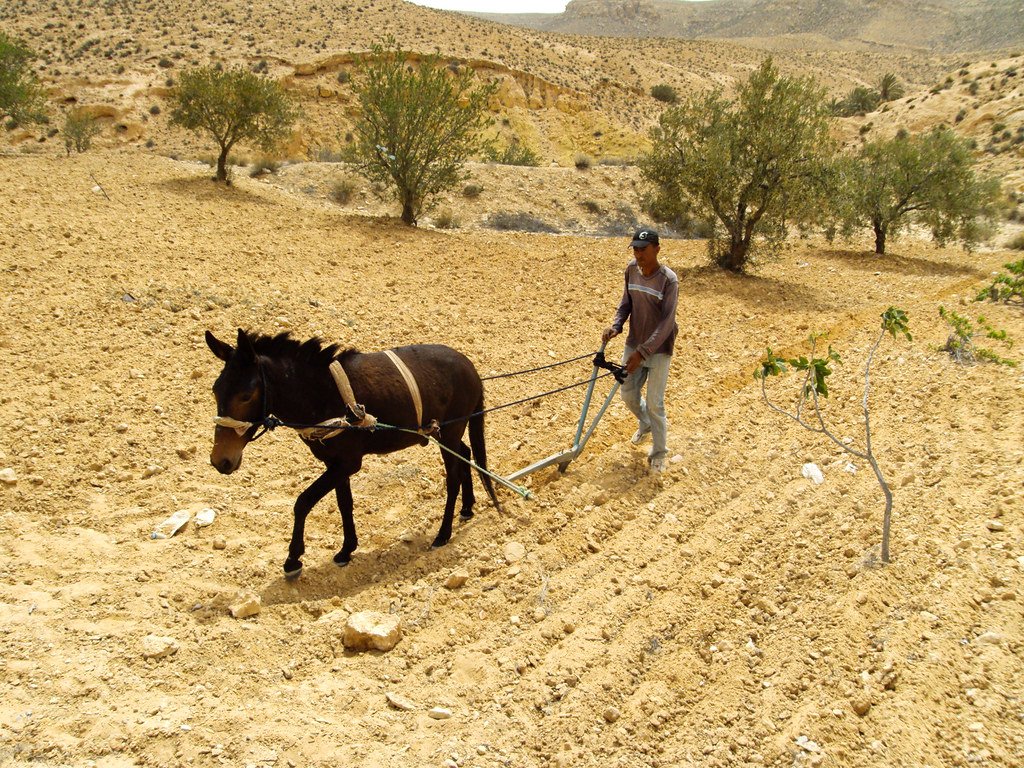 Desertification: Human Impact on Fragile Lands (image credits: flickr)