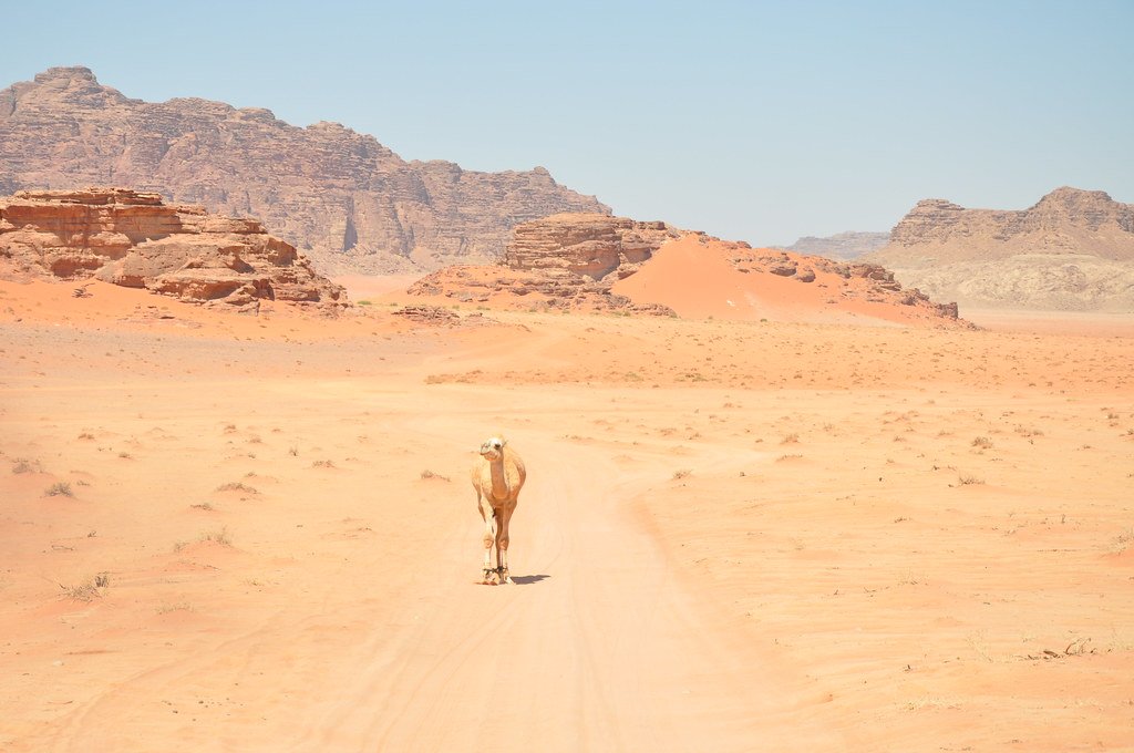 Why Deserts Matter (image credits: flickr)