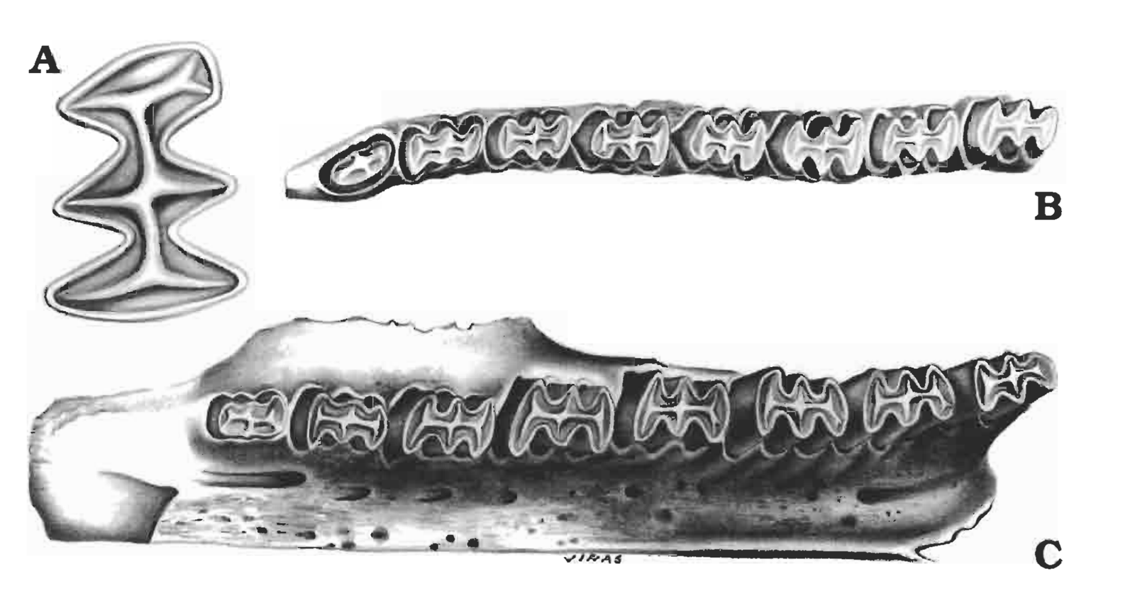Unexpected Finds: Extinct Oddities (image credits: wikimedia)