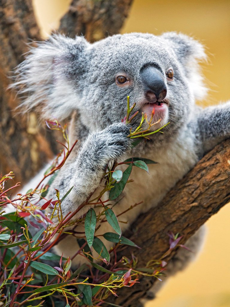 The Fiber Challenge That Stumps Other Herbivores (image credits: flickr)