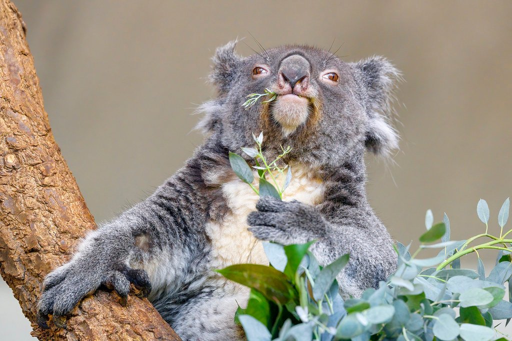 Koala Guts and the Microbes That Let Them Eat Poisonous Leaves
