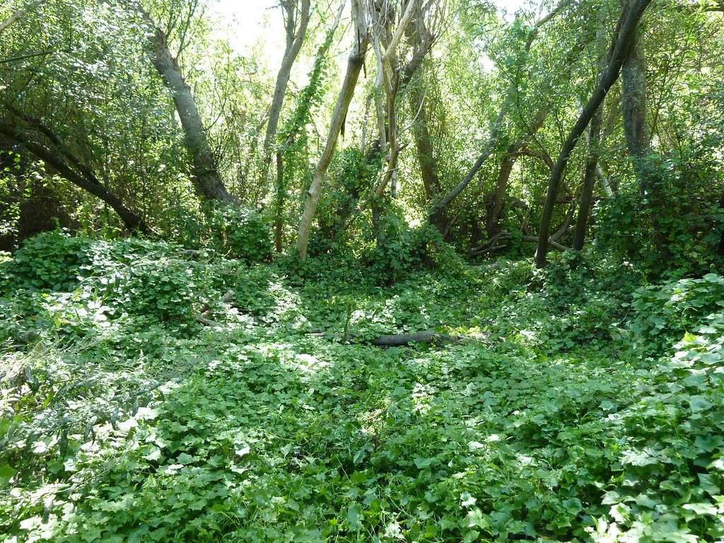 Wildlife Displacement and Biodiversity Loss (image credits: flickr)