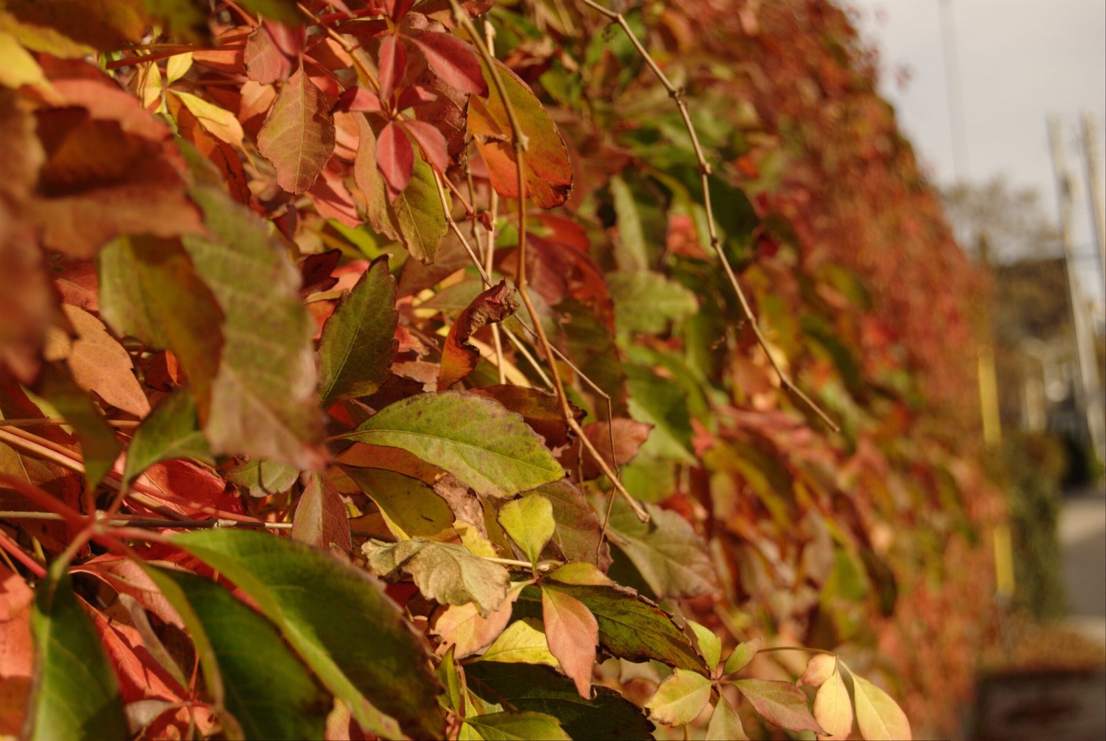 Virginia Creeper: The Perfect Native Alternative (image credits: wikimedia)