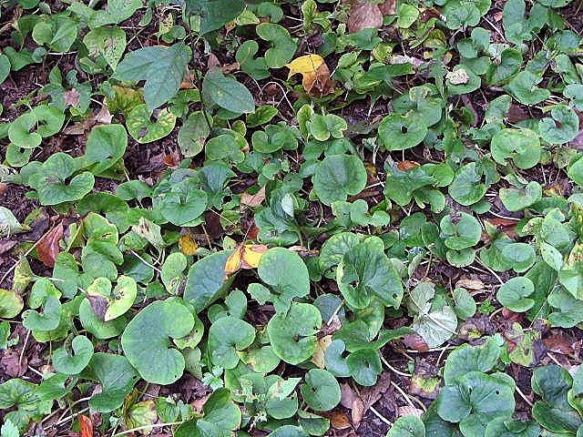 Wild Ginger: Ground Cover That Actually Gives Back (image credits: wikimedia)